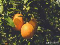 苏州墨哲根商贸有限公司